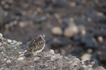 Ruddy turnstone Arenaria interpres in Arinaga. Aguimes. Gran Canaria. Canary Islands. Spain.