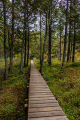 森の中の木道　Boardwalk in a quiet forest