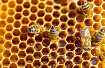 View of worker bees on the honeycomb close-up. Copy space