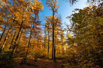 Herbstlicher Wald