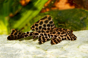 Leopard Sailfin Pleco Aquarium fish Pterygoplichthys gibbiceps	
 - obrazy, fototapety, plakaty