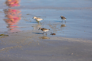 Fototapeta premium Birds on the beach with reflections
