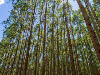 Fototapeta premium eucalyptus