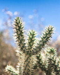 Close up of a cactus in the Desert