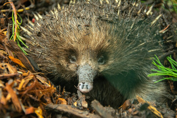 A close-up picture of a short-beaked echidna (Tachyglossus aculeatus) covered in dirt in Australia