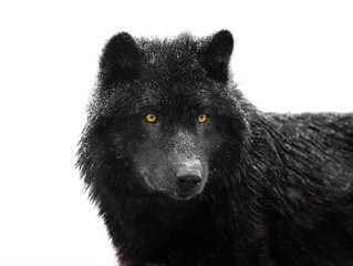Portrait of a black canadian wolf isolated on white background.