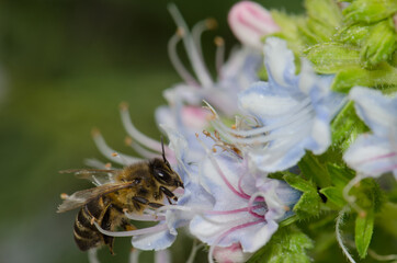 Fototapeta na wymiar Honey bee Apis mellifera feeding on a flower of Echium decaisnei. Guayadeque ravine. Aguimes. Gran Canaria. Canary Islands. Spain.