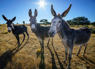 Naklejka na ściany i meble Tres burros en el campo soleado mirando a cámara.