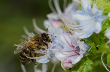 Honey bee Apis mellifera feeding on a flower of Echium decaisnei. Guayadeque ravine. Aguimes. Gran Canaria. Canary Islands. Spain.