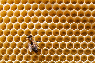 View of worker bees on the honeycomb close-up. Copy space