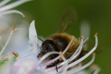 Honey bee Apis mellifera feeding on a flower of Echium decaisnei. Guayadeque ravine. Aguimes. Gran Canaria. Canary Islands. Spain.