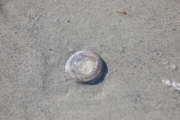 tiny round jellyfish on the sand 