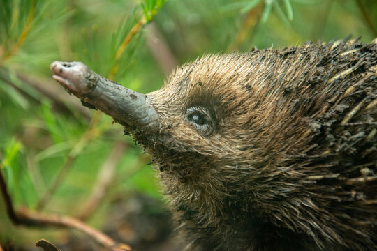 A close-up picture of a short-beaked echidna (Tachyglossus aculeatus) covered in dirt in Australia