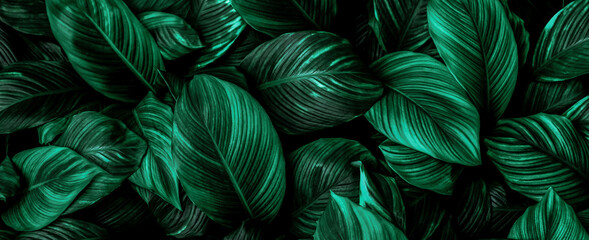 Panele Szklane  liście Spathiphyllum cannifolium, abstrakcyjna zielona tekstura, tło przyrody, tropikalny liść