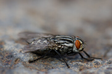Common flesh fly Sarcophaga carnaria. Guayadeque ravine. Aguimes. Gran Canaria. Canary Islands. Spain.