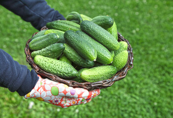 Cucumbers in the hands of a gardener, organic farming. Growing vegetables for vegetarian food, the harvest is harvested on a summer day.