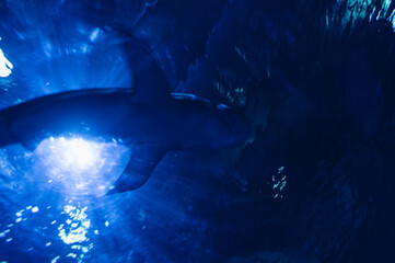 blurred underwater image of swimming shark
