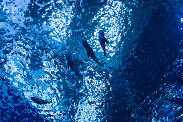 blurred water texture with swimming  fishes