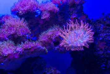 colony of Rose Bubble Tip Anemone