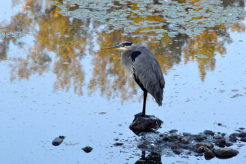 Heron on the Rock 01