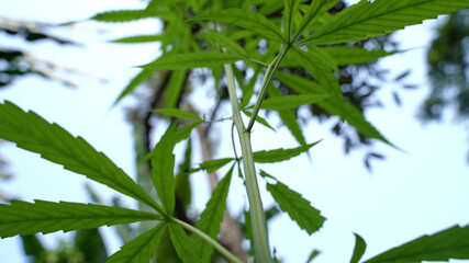 Outdoors Cannabis, Marijuana Plants. Thailand tropical area.