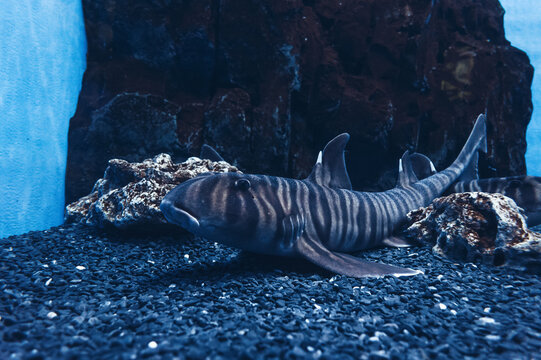 Zebra Bullhead Shark