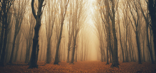 Autumn forest on a misty day in the morning