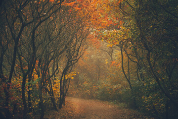 Autumn forest on a misty day in the morning