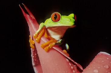 Agalychnis callidryas