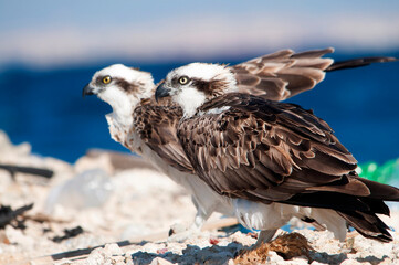 Osprey in the Red Sea near Hurghada Egypt.