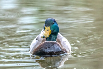 canard colvert