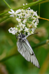 Papillon butinant