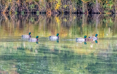 canard colvert