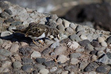 Ruddy turnstone Arenaria interpres searching for food. Arinaga. Aguimes. Gran Canaria. Canary Islands. Spain.