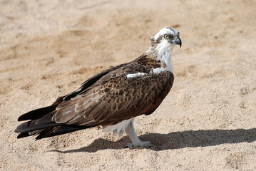 Osprey in the Red Sea near Hurghada Egypt.