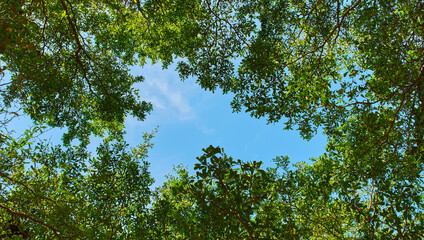 view from bottom of forest, tree from the bottom up background, under the big tree background