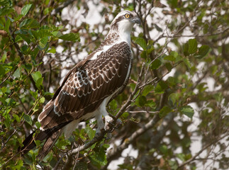 Osprey in the Weerribben the Netherlands.