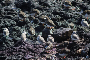 Sanderling Calidris alba and ruddy turnstones Arenaria interpres. Arinaga. Aguimes. Gran Canaria. Canary Islands. Spain.