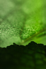 water drops on a leaf