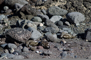 Sanderling Calidris alba and ruddy turnstones Arenaria interpres. Arinaga. Aguimes. Gran Canaria. Canary Islands. Spain.