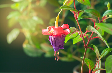 Beautiful flowering fuchsia plant in the sun. Pink and purple flowers on a bright background....