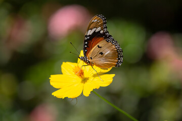 Butterfly and yellow flowers with blurred background.