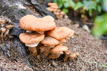 Close up of mushroom in the autumn forest