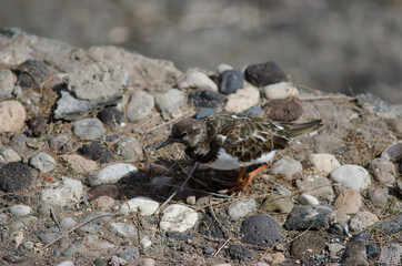Ruddy turnstone Arenaria interpres in Arinaga. Aguimes. Gran Canaria. Canary Islands. Spain.