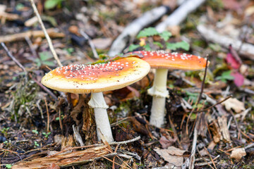 Close up of mushroom in the autumn forest