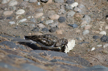 Ruddy turnstone Arenaria interpres eating bread scraps. Arinaga. Aguimes. Gran Canaria. Canary Islands. Spain.