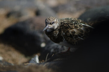 Ruddy turnstone Arenaria interpres in Arinaga. Aguimes. Gran Canaria. Canary Islands. Spain.