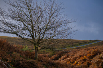 Obraz premium moorland tree in the autumn in bracken
