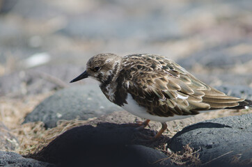 Ruddy turnstone Arenaria interpres in Arinaga. Aguimes. Gran Canaria. Canary Islands. Spain.