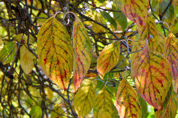 Autumn Dogwood Leaf Duo 02